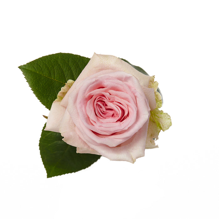 Pink Roses