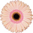 Gerber Daisy