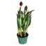 Tulip Plants