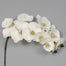 38" Polyester Phaleanopsis X 10 - Cream/Green