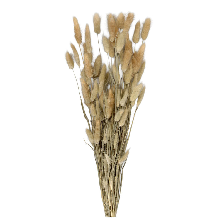 25" Dried Bunny Tail Bunch - Natural