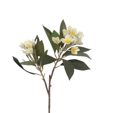 34 in Frangipani Spray - Cream