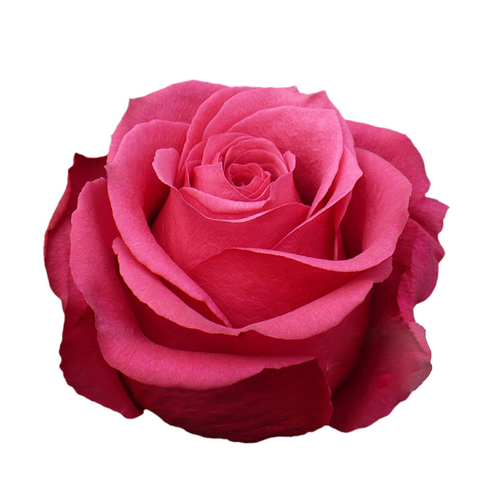 Hot Pink Roses