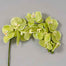 37" Phalaenopsis