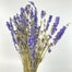 Dhelphinium blue