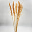 Mimi Sorgo bleached