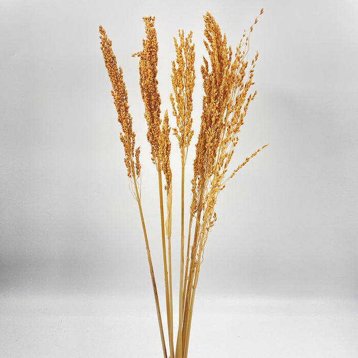 Mimi Sorgo bleached