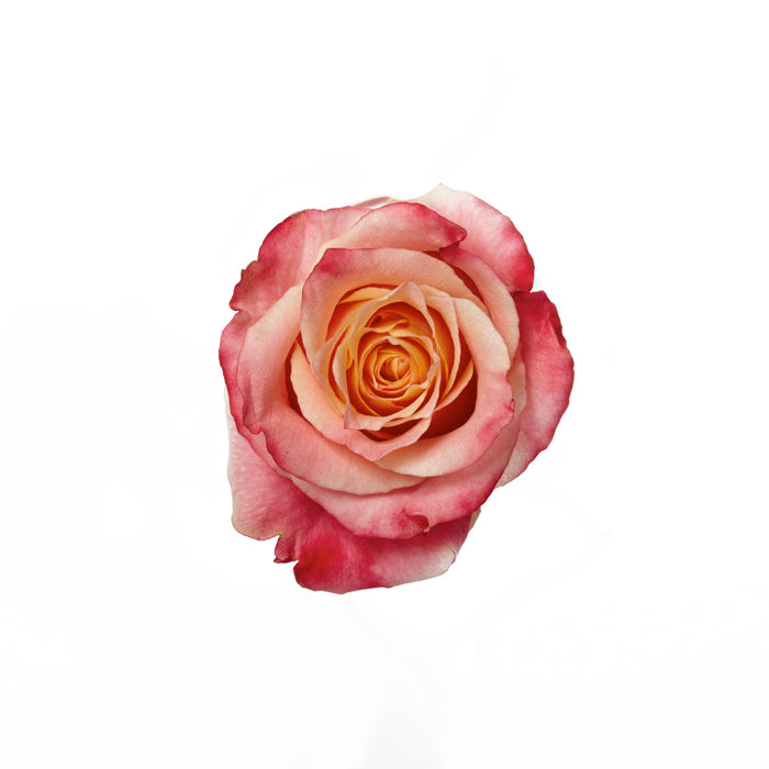 Novelty Roses
