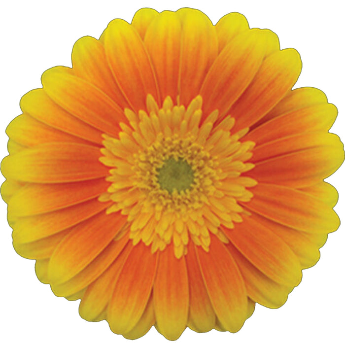 Gerbera Orange Souvenir