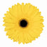 Gerbera Yellow Tess