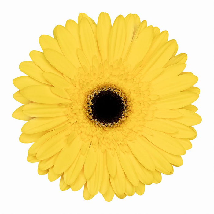 Gerbera Yellow Tess
