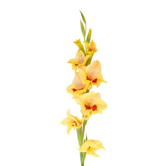 Gladiolas