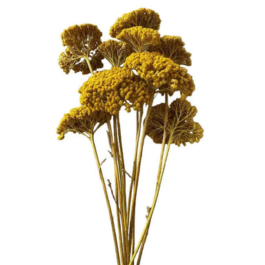 Yarrow