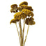 Yarrow