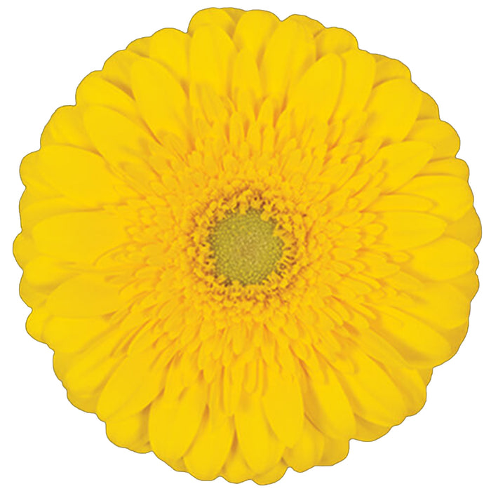Gerber Daisy