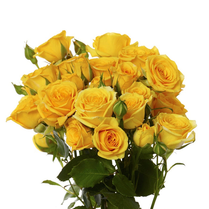 Spray Rose