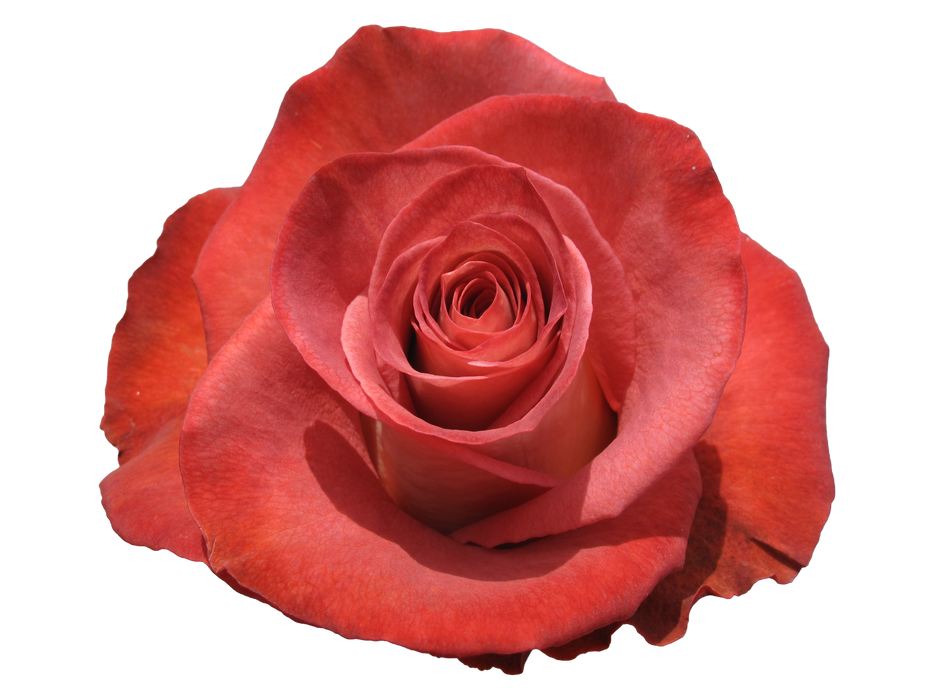 Rose 50cm Leonidas