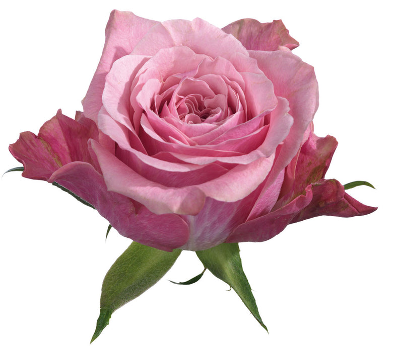 Rose Pink Art Deco 60cm