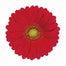 Germini Red Choiz
