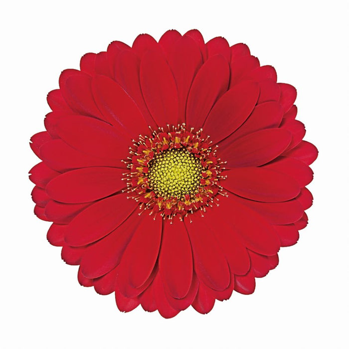 Germini Red Choiz