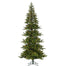 Hillsdale Noble Tree