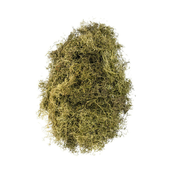 Spanish Moss Bagged - Light Green