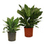 Aglaonema
