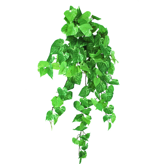 Potato Leaf Hanging Bush