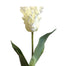Tulip White Parrot