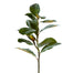 32" Magnolia Leaf