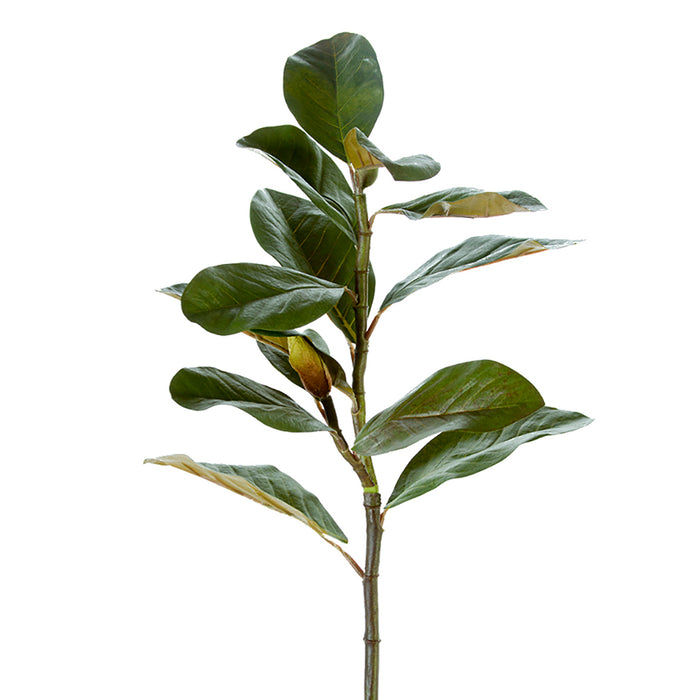 32" Magnolia Leaf