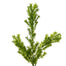 Goose Grass Spray