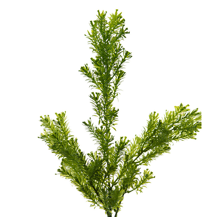Goose Grass Spray