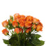 Spray Rose