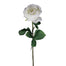 26.75 in Cabbage Rose Stem - White