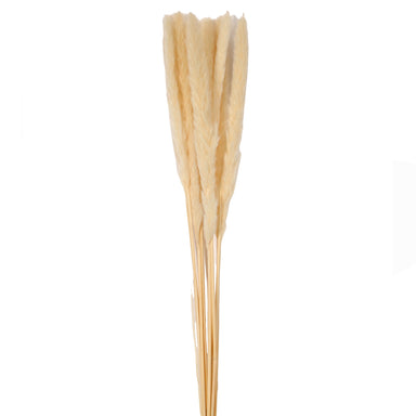 29" Dried/Dyed Bundle of Plumes - Cream