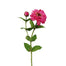 23.5 in Zinnia