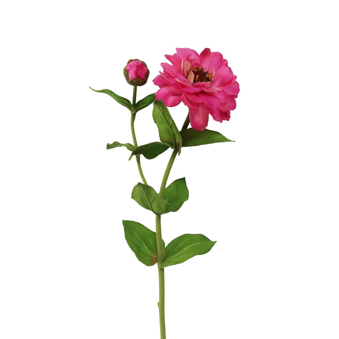 23.5 in Zinnia