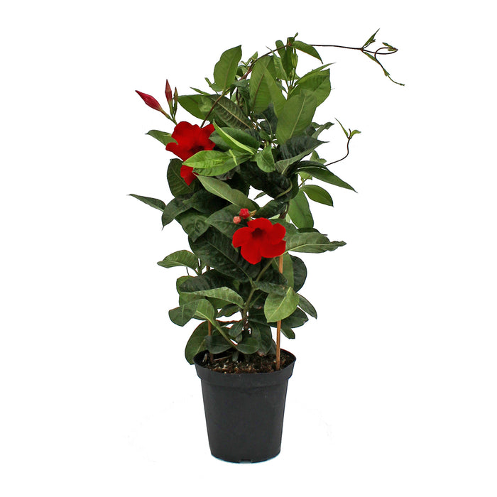 Mandevilla Trellis