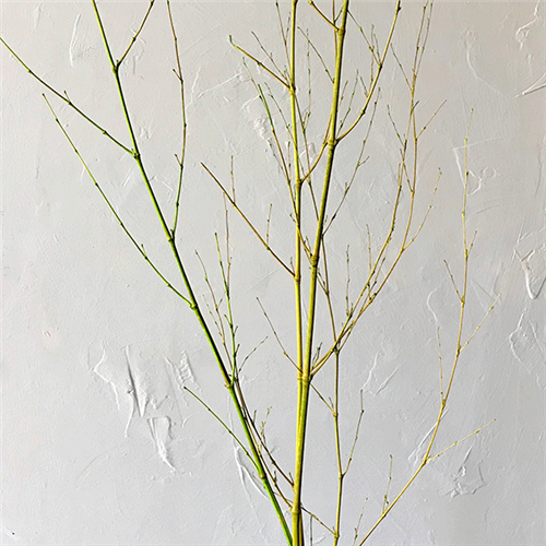 Bamboo Sprays