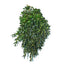 Boxwood Green