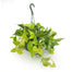 8 in Pothos Neon Hanging Basket
