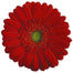 Gerbera Red Carambole