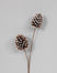 Lacquered Pine Cone Spray - White Tip