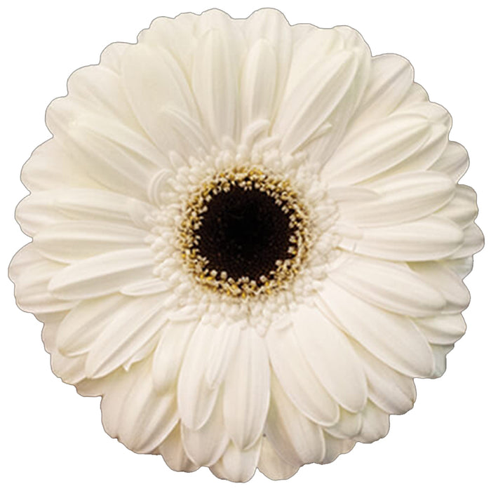 Gerber Daisy