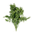 Preserved Boxwood - Green