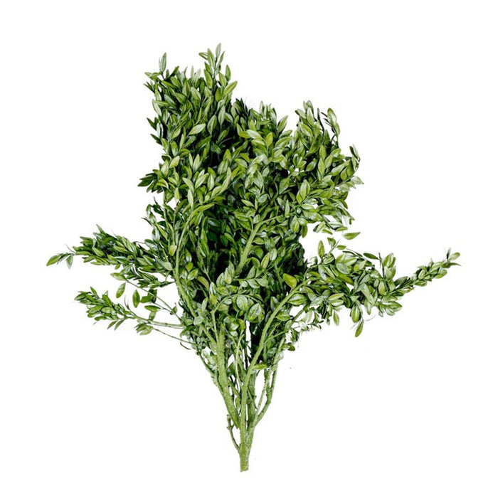 Preserved Boxwood - Green