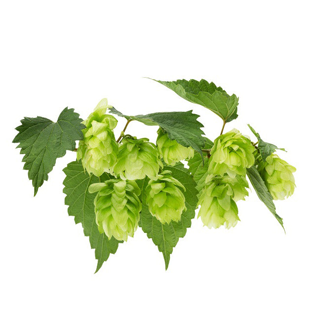 Hops Glycerin Dark Green