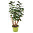 8 in Aralia Stump