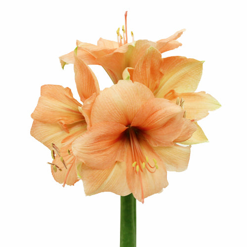 Amaryllis Peach